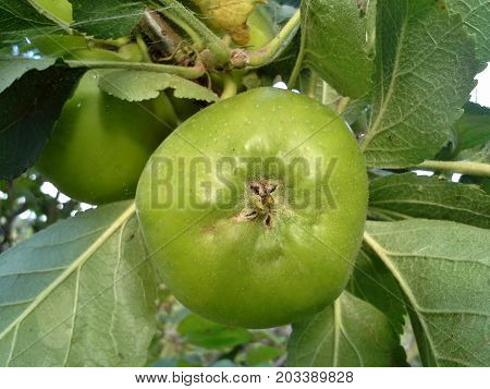 Green Bramley Apple Growing on a Tree