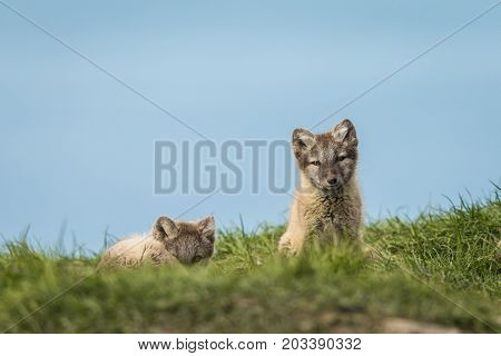 Arctic fox cubs, one sitting and one lying down looking into camera, Longyearbyen, picture from august 2017