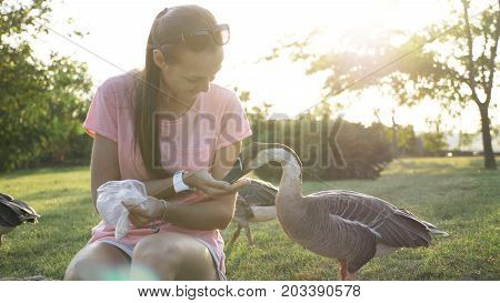 Young smiling woman feeding wild goose from palm. Girl with wild geese
