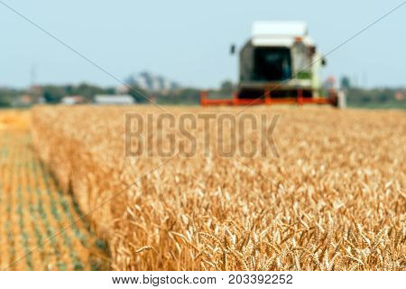 Combine harvester machine harvesting ripe wheat crops in cultivated agricultural field selective focus