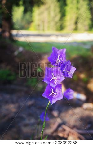Purple bell wild flower or campanula carpatica in the Carpathian forest.