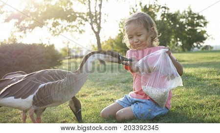 Cute little girl feeding wild goose from palm at green meadow but goose attack and plucked her. Child with dander geese