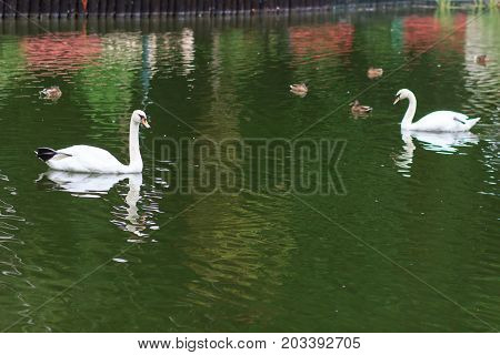 Swans on the lake. Swans with nestlings. Swan with chicks. Mute swan family