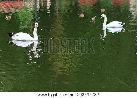 Swans on the lake. Swans with nestlings. Swan with chicks. Mute swan family