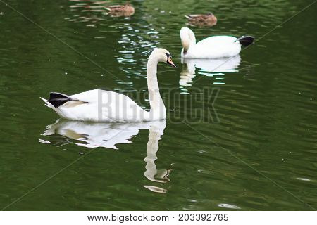 Swans on the lake. Swans with nestlings. Swan with chicks. Mute swan family