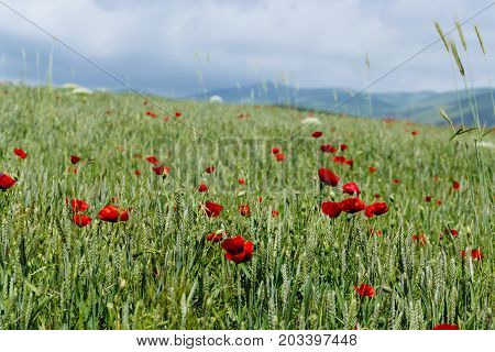 Poppies in the field Nature of Armenia.