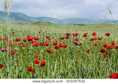 Poppies in the field Nature of Armenia.