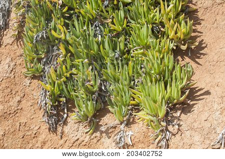 Desert plants closeup growing on red clayey soil