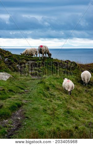 View of Slieve League Cliffs, County Donegal, Ireland