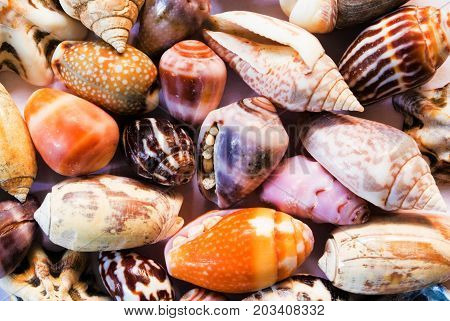 Multicolored sea shells background. Small shells closeup. Sea shell banner template. Tropical island seashore finding. Exotic island beach texture. Warm sea nature detail. Marine shell cover top view.