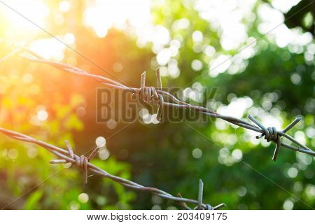 Barbed wire in sunny day. Sunny nature behind barbwire. Protective fence around tropical garden. Summer trees and orange sun flare behind dangerous border. Freedom concept. Barbed wire protection