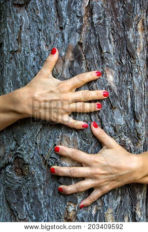 Hands hug a tree with love. Tree huging close up