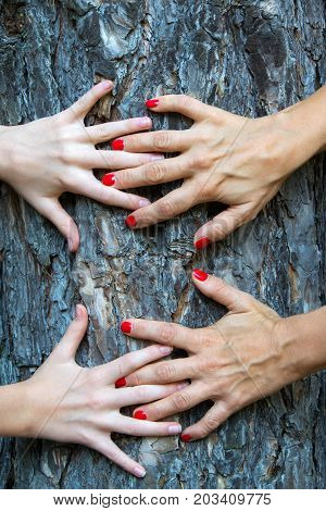 Hands hug a tree with love. Tree huging close up