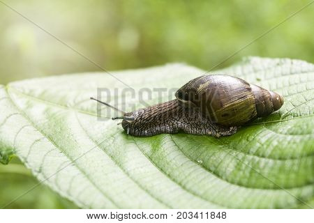 A nice snail on banana palm green leaf
