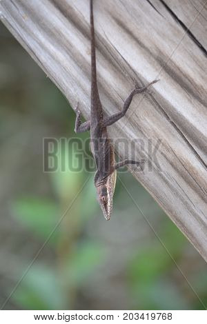 gator faced lizard hanging out in a florida wildlife reserve