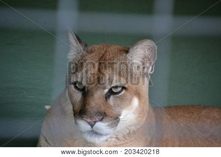 Florida panther is a cougar that lives in forests and swamps of southern Florida