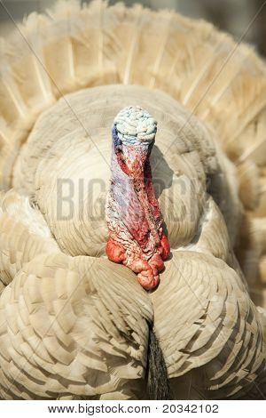 Ritratto di Strutting Turchia cazzo