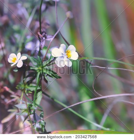 Flowers of blossoming field pansy closeup a medicinal plant species of violet - Viola arvensis. Selective focus.