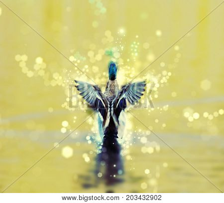 Mallard duck - Anas platyrhynchos - fly out of yellow water. Bird scene. Shimmering background. Beauty photo filter.