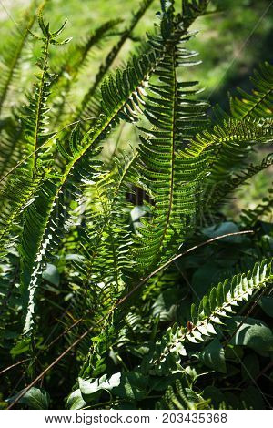 Nephrolepis Exaltata (the Sword Fern)