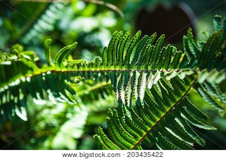 Nephrolepis Exaltata (the Sword Fern)