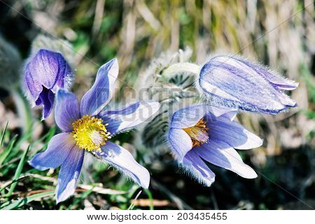 Pulsatilla slavica flower in spring meadow. Beauty photo filter. Seasonal natural scene.