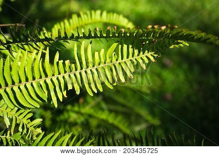 Nephrolepis Exaltata (the Sword Fern)