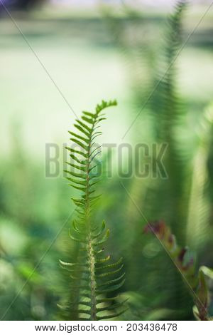 Nephrolepis Exaltata (the Sword Fern)