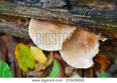 pluteus cervinus mushroom commonly known as the deer shield
