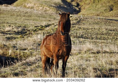 Horse in a field on a beautiful evening Iceland