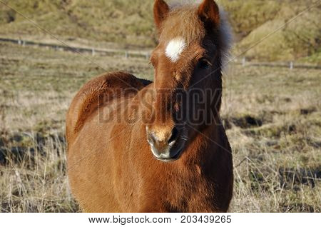 Horse in a field on a beautiful evening Iceland