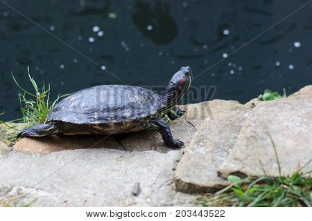 group turtles in the sun on pond.