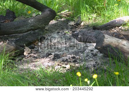 extinguished huge campfire of branches and whole trunks of oak in forest. Closeup