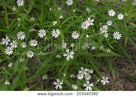 Stellaria Holostea White Flowers Forest Pattern Closeup