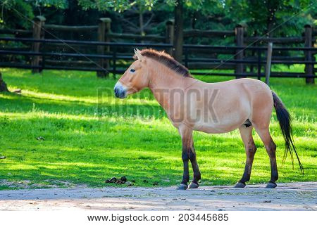 Beautiful endangered Przewalski's horse standing in zoo