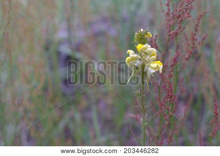 yellow toadflax plant in a flowering season