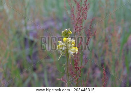 a Linaria vulgaris plant early blooming .