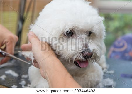 Closeup view of cutting ears of cute white Bolognese dog.
