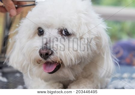 Closeup view of the head of groomed cute white Bolognese dog. The dog is looking at the camera.
