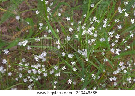 Stellaria Holostea White Flowers Live Pattern On The Sunny Meadow