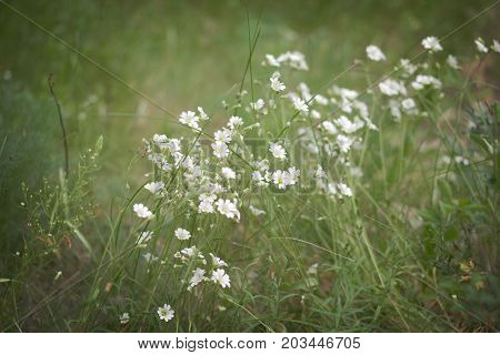 Stellaria holostea white flowers on the herbal meadow vignette