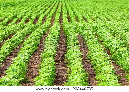Close up green sprouts of Helianthus growing in field in rows