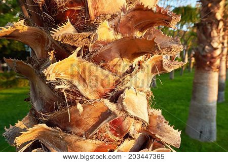 Palm tree trunk background, atural texture. Summertime