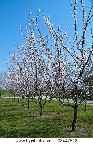 Flowering apricot trees at street in spring