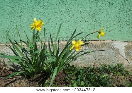 Yellow flower blooming in garden at spring