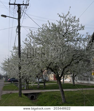 Flowering cherry tree at street in spring