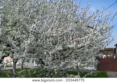 Flowering, blooming cherry tree at spring time