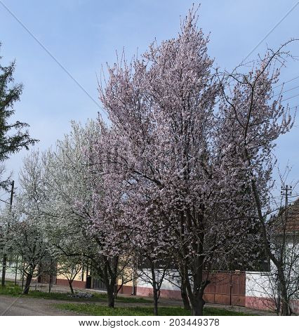 Blossoming tree with pink flowers at spring