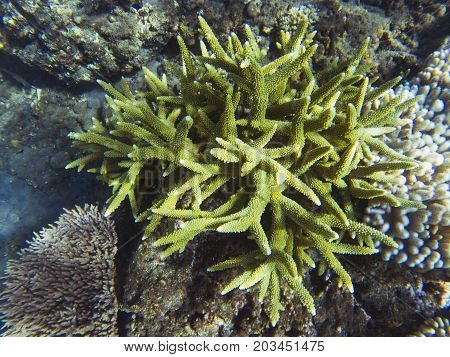 Green spiky coral on sea bottom. Tropical seashore inhabitants underwater photo. Coral reef animal. Warm sea nature. Colorful sea fish and corals. Undersea view of marine life. Coral reef landscape
