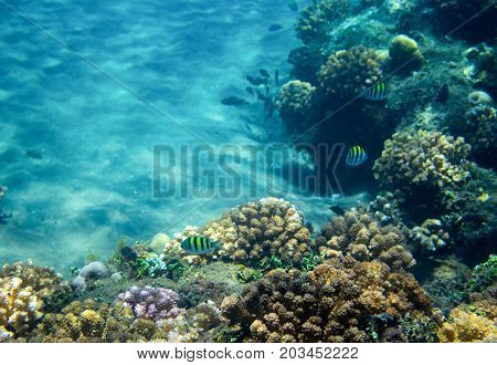 Sea fish school in coral reef. Tropical seashore inhabitants underwater photo. Coral reef animal. Warm sea nature. Colorful sea fish and corals. Undersea view of marine life. Coral reef landscape